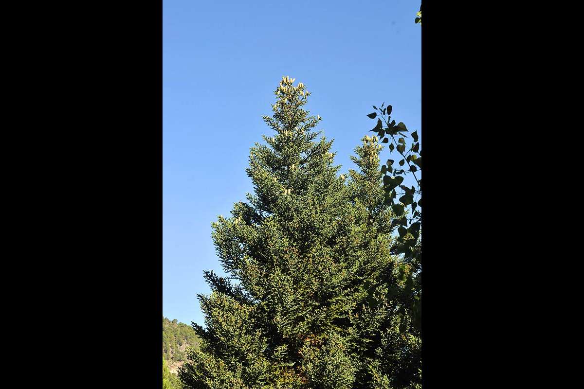 Abies pinsapo, Facultad de Ciencias