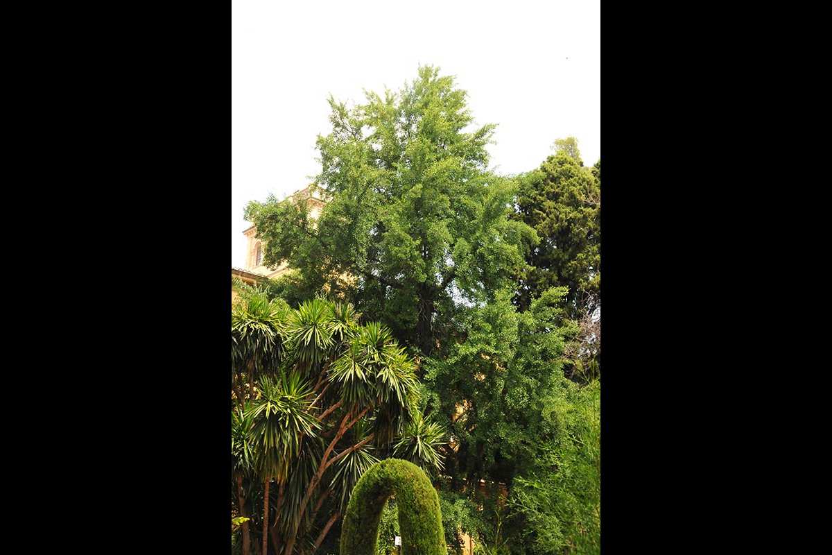 Ginkgo Biloba del Jardín Botánico, Facultad de Derecho