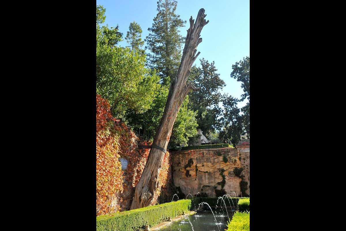 Arbol de la Sultana y Abencerrajes
