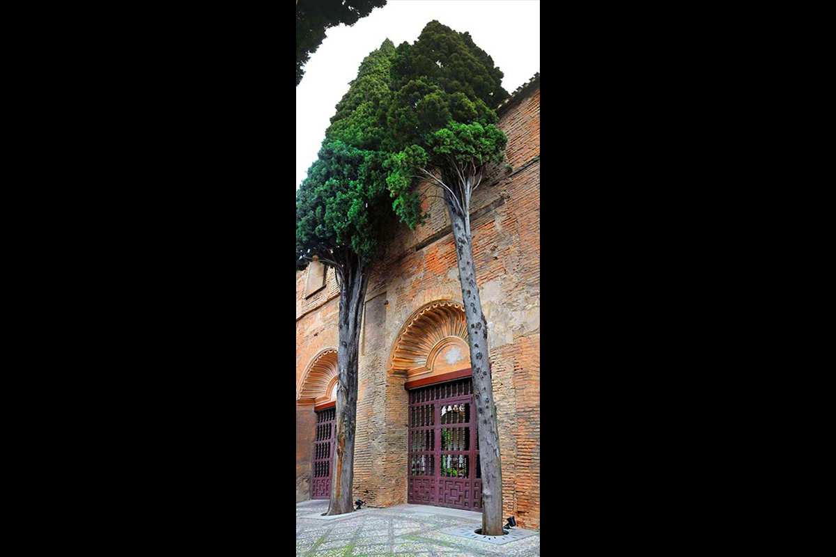 Cipreses del Parador de Turismo