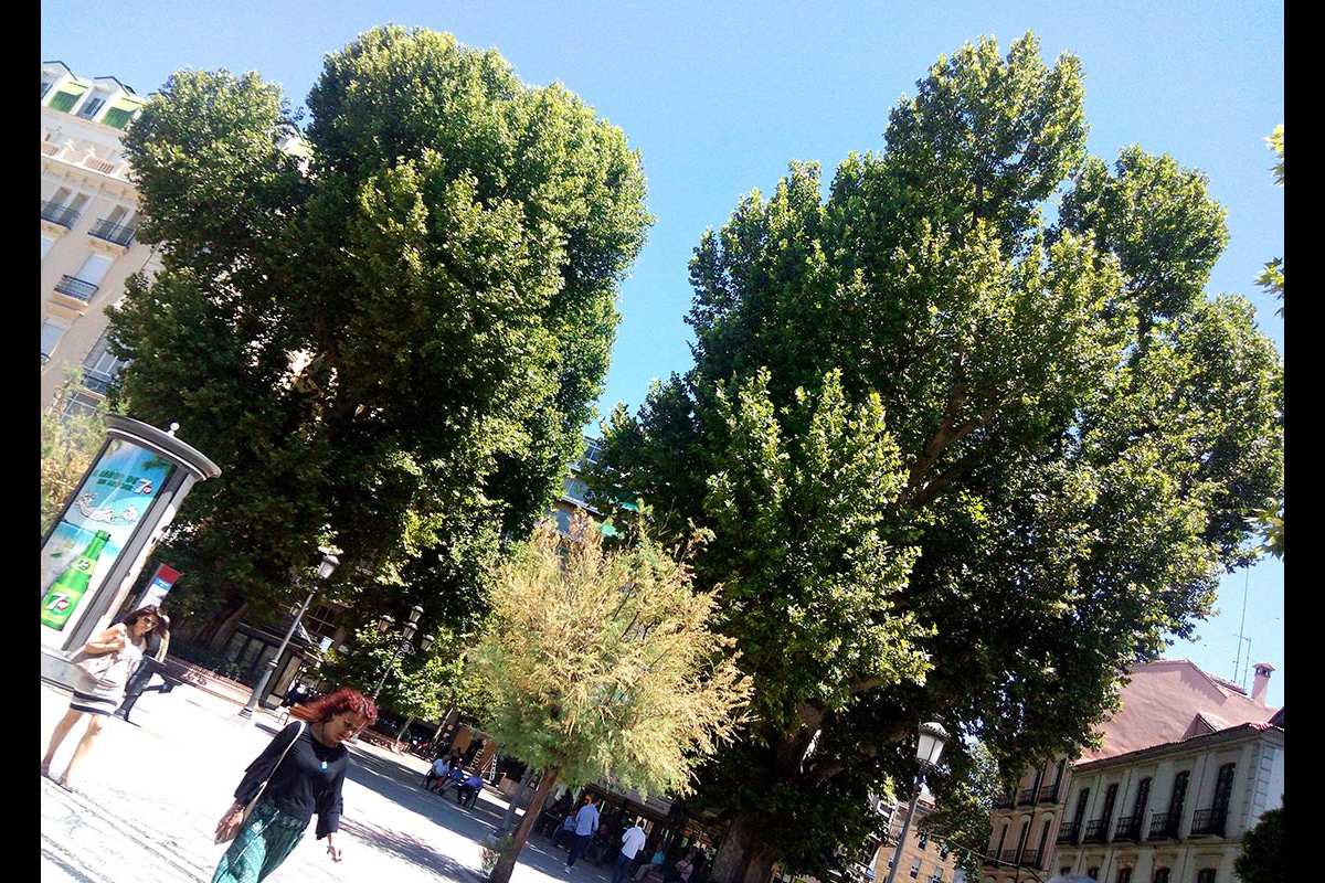 Plátanos de sombra del Campillo, Fuente de las Batallas