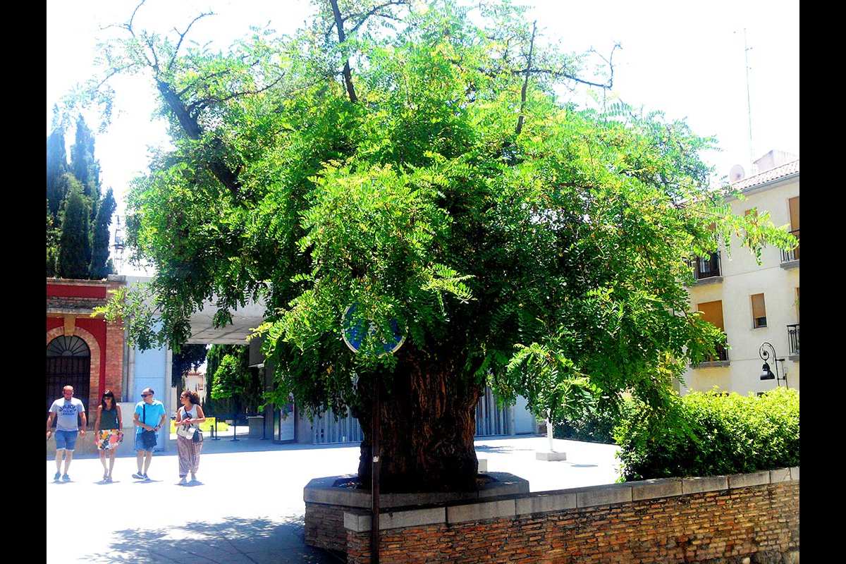 Robinia del Cuarto Real de Santo Domingo