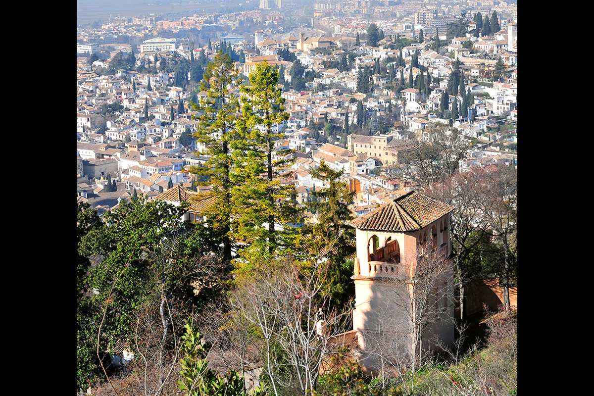 Secuoyas del Generalife