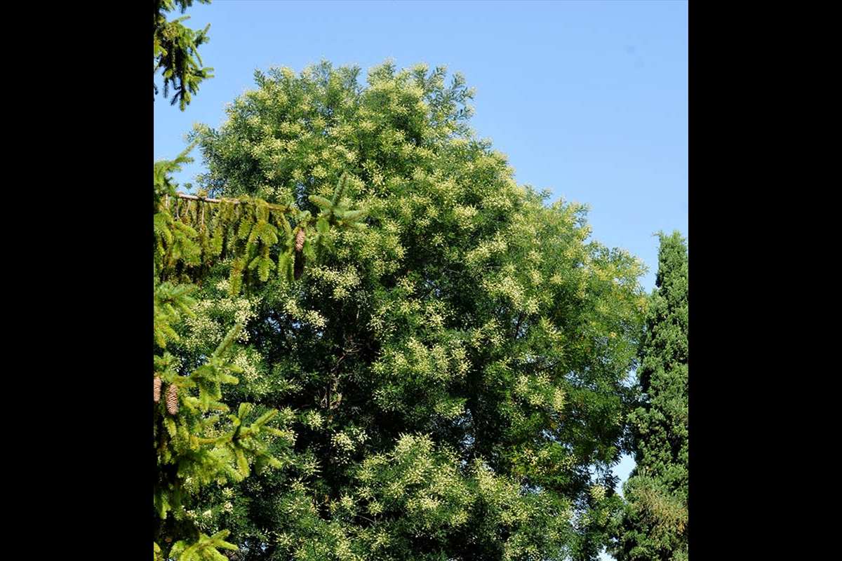 Sophora, Parador de Turismo