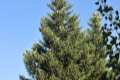 Abies pinsapo, Facultad de Ciencias