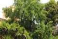 Ginkgo Biloba del Jardín Botánico, Facultad de Derecho