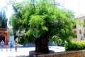 Robinia del Cuarto Real de Santo Domingo