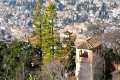 Secuoyas del Generalife