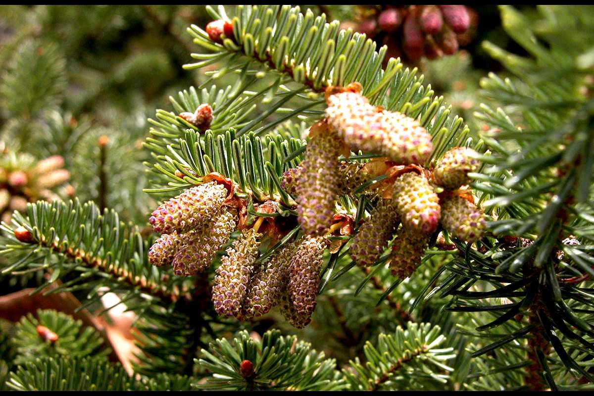 Abies alba
