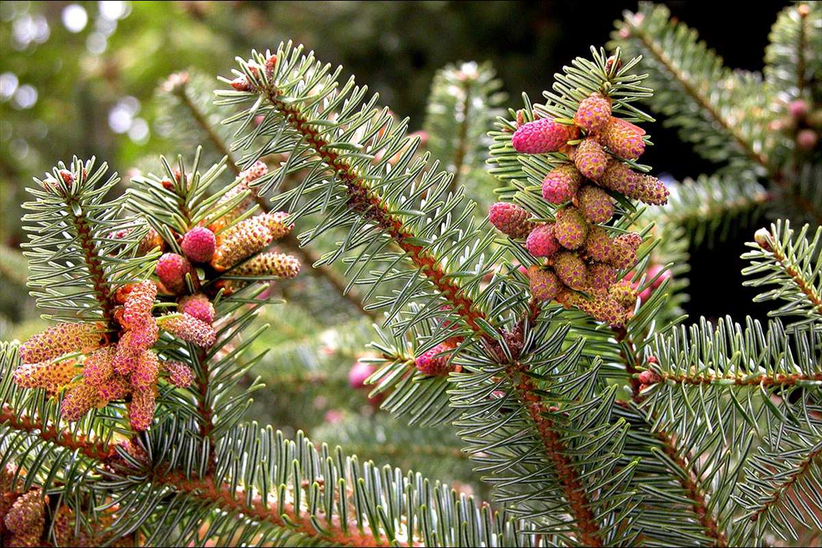 Abies alba