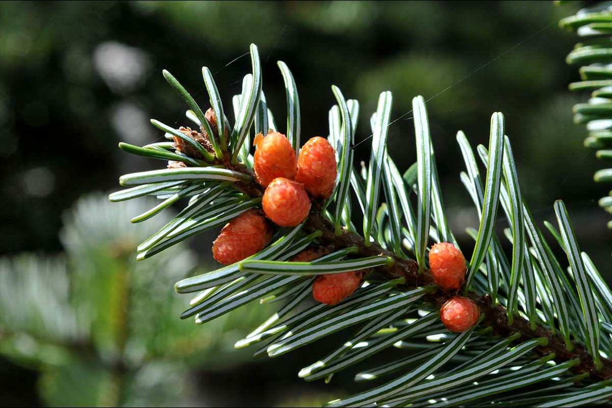 Abies alba