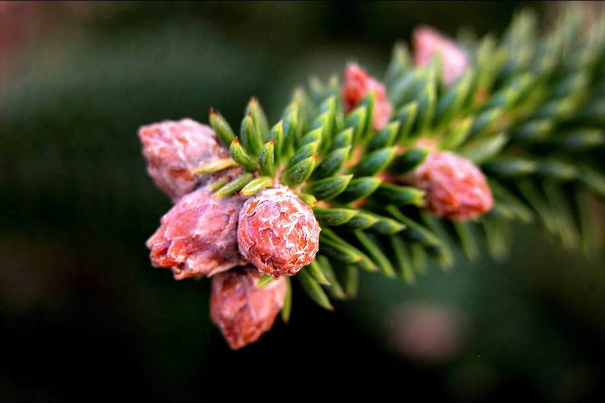 Abies pinsapo