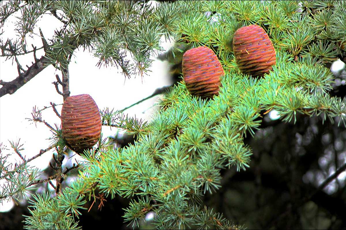 Cedrus satlantica