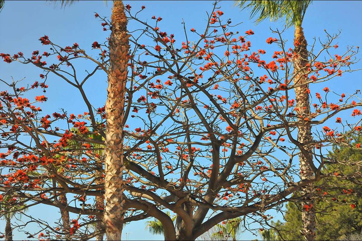 Erythrina lysistemon
