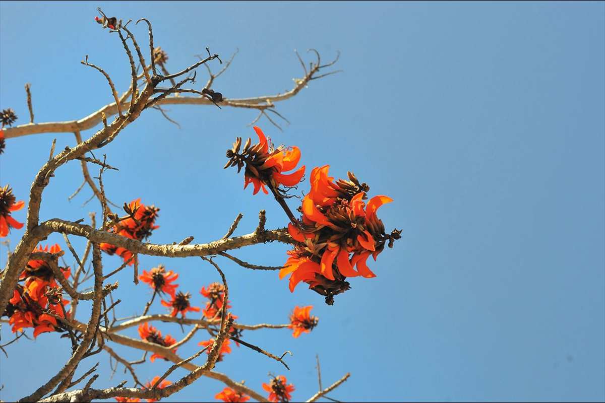 Erythrina lysistemon