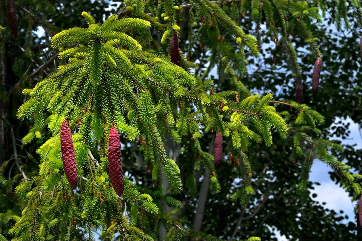 Picea abies