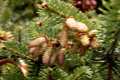 Abies alba