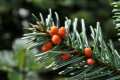 Abies alba