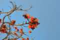Erythrina lysistemon