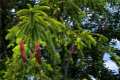 Picea abies