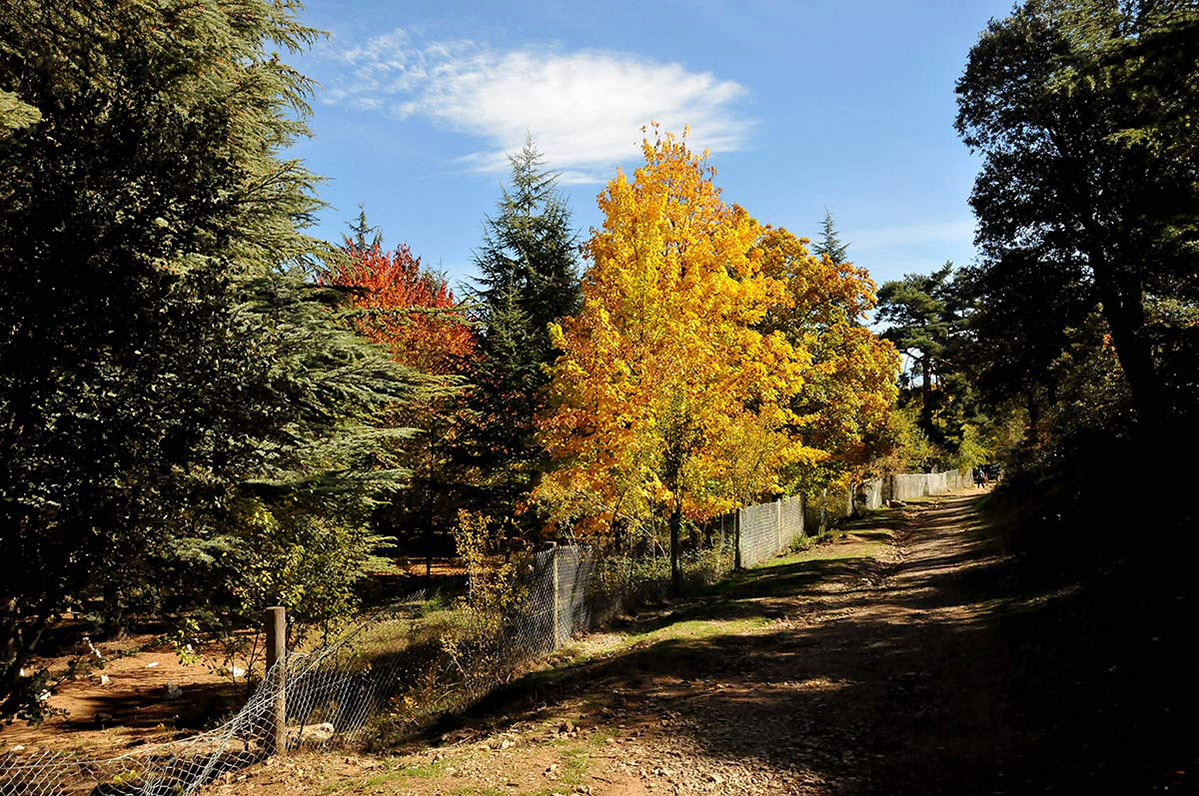 arboretum04