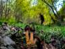 arboretum03