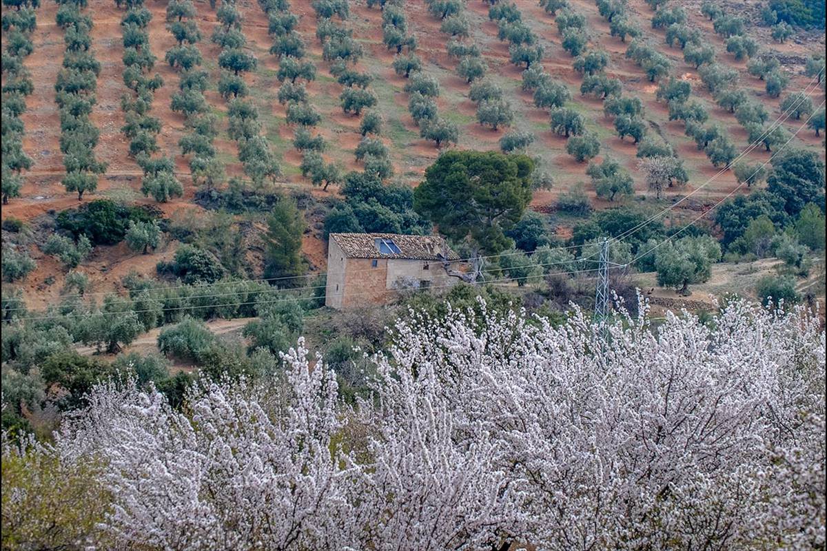 Cortijo-del-Pino, Foto: Lisardo Domingo