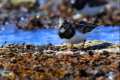 Arenaria_interpres-03