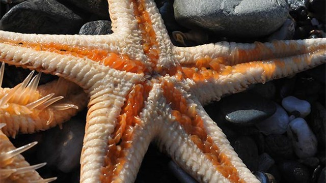 astropectenaranciacus119