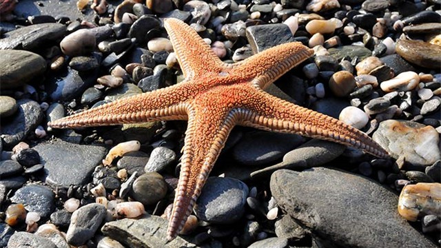 astropectenaranciacus124