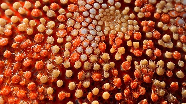 astropectenaranciacus84