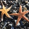 astropectenaranciacus111