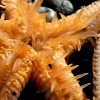 astropectenaranciacus113