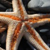 astropectenaranciacus119