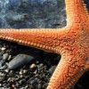astropectenaranciacus80