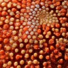 astropectenaranciacus84