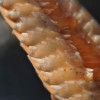 astropectenaranciacus91