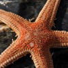 astropectenaranciacus98