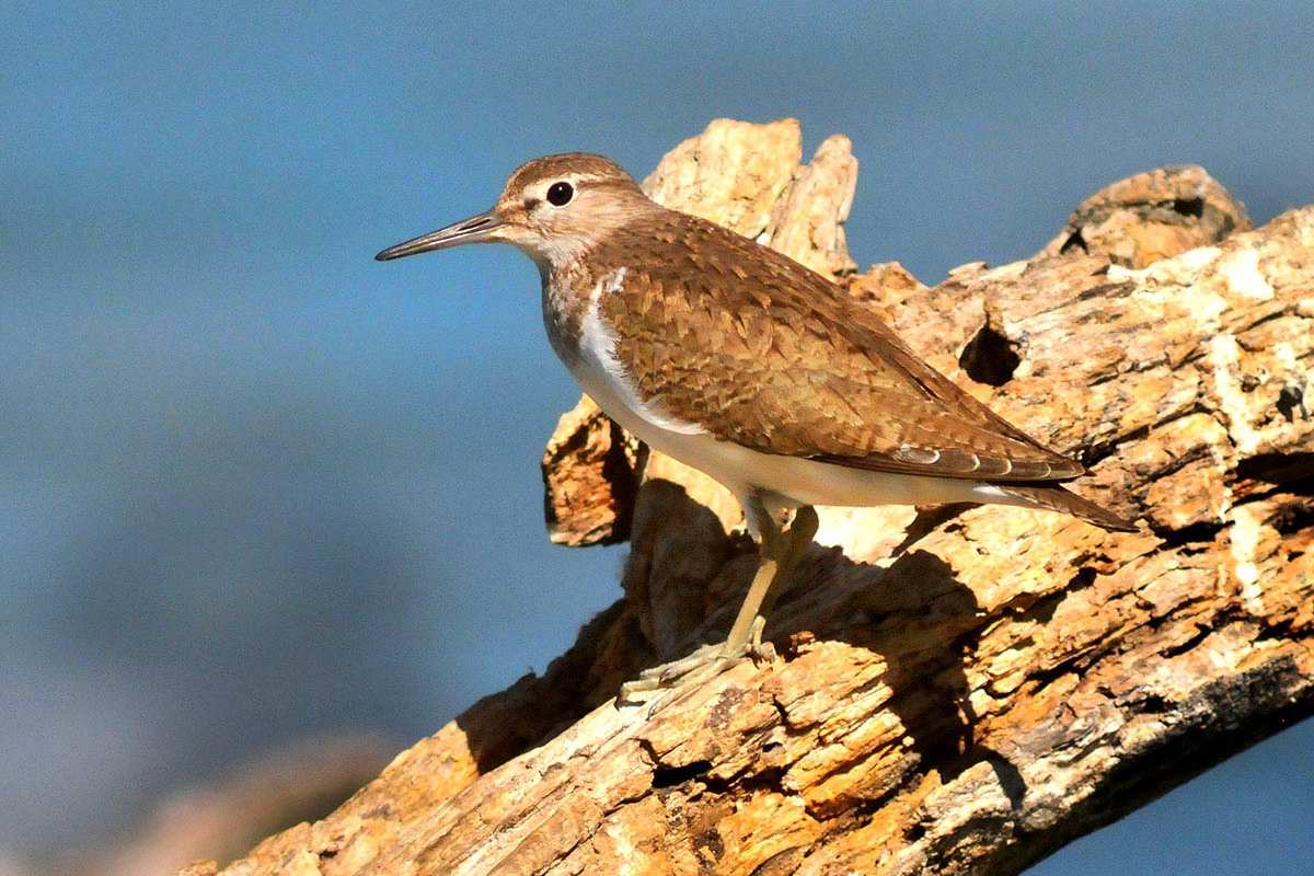 Actitis hypoleucos - Andaríos común Fotografiado en: Balsa del Regidor, Moraleda