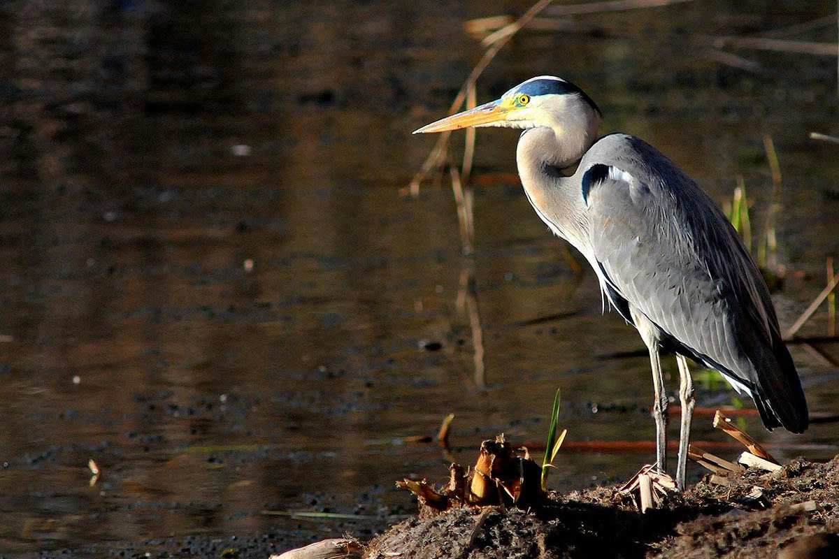 Ardea cinerea, Garza real  -  Fotografiado en: Doñana