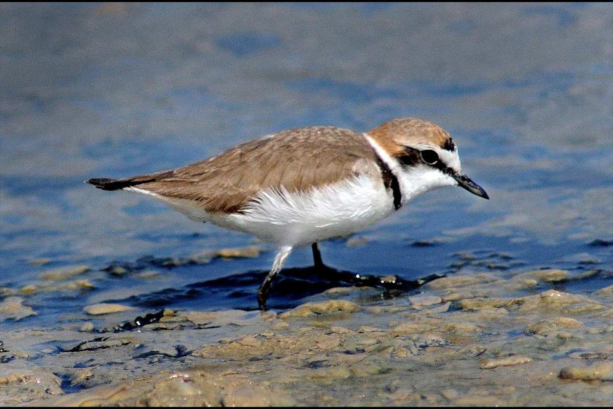 Charadrius alexandrinus, Chorlitejo patinegro -  Fotografiado en: Humedal Rmabla de Morales, Almería