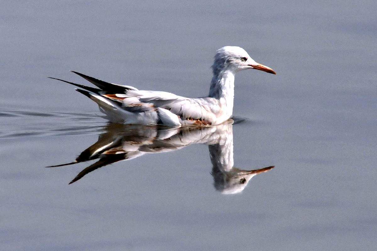 Chroicocephalus genei, -  Fotografiado en: Lagunas de Punta Entinas