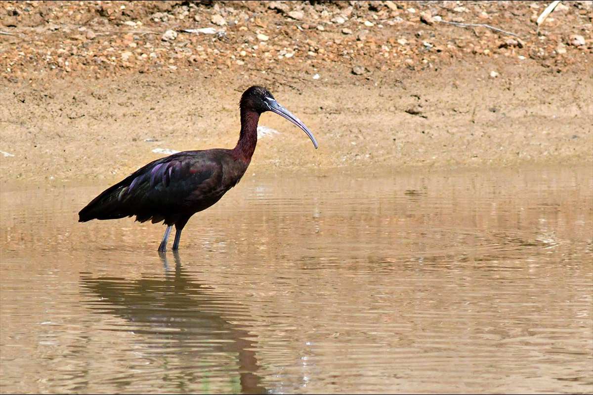 Pledadis falcinellus, Morito -  Fotografiado en: Laguna de las Norias, Almería