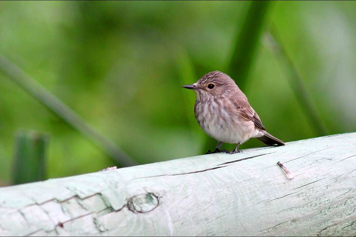 Muscicapa striata, papamoscas gris -  Fotografiado en: Charca de Suárez