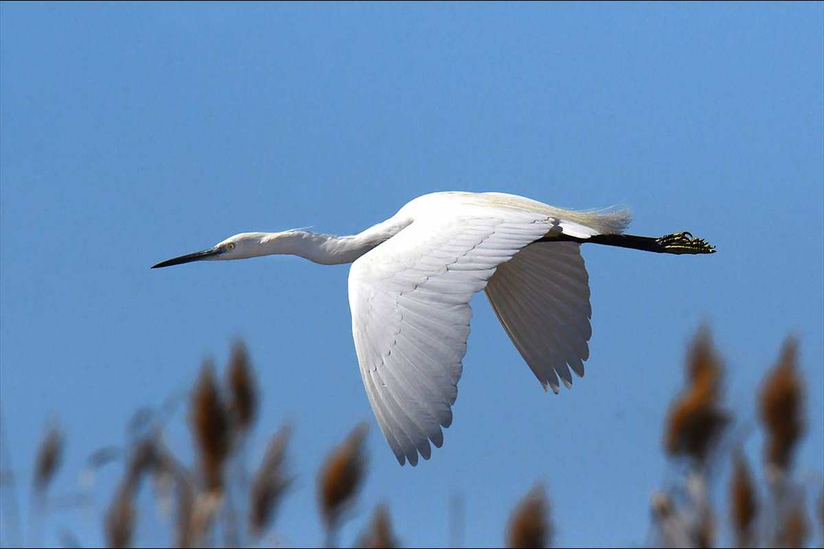 Egretta garzetta, Garceta común -  Fotografiado en: Charcón del Flamenco, Almería