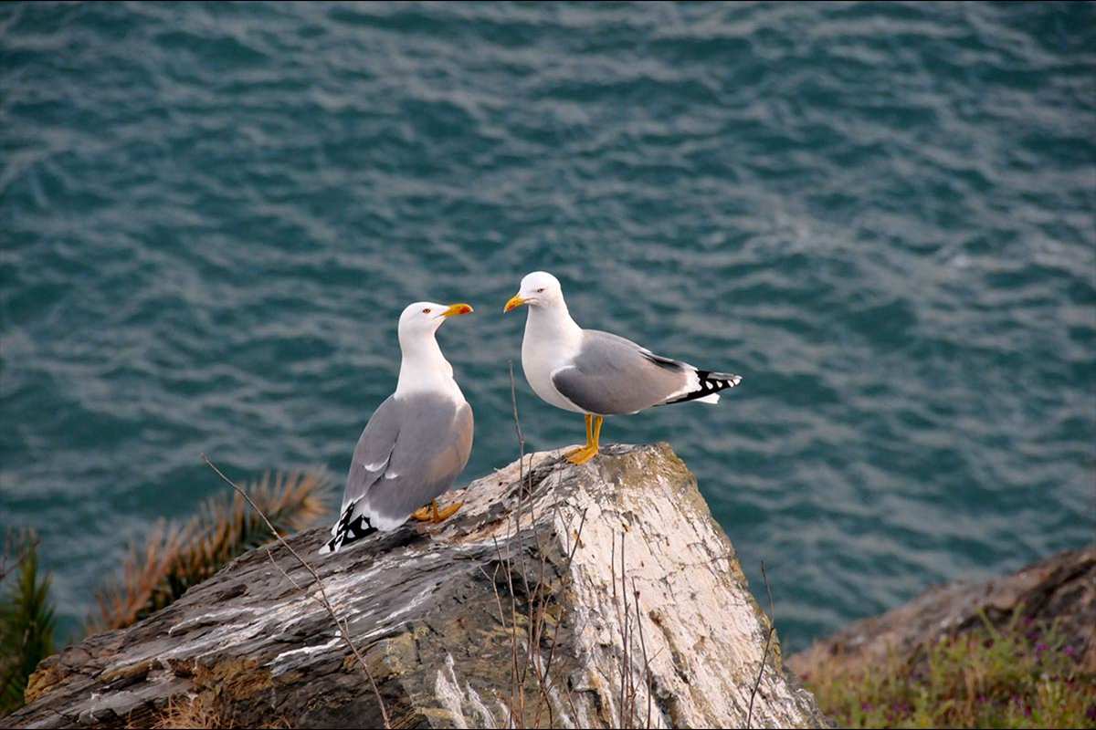 Larus michahellis, gaviota patiamarilla -Fotografiado en: Acantilados de Maro
