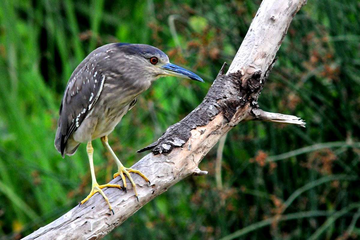 Nycticorax nycticorax  - Fotografiado en: Charca de Suárez