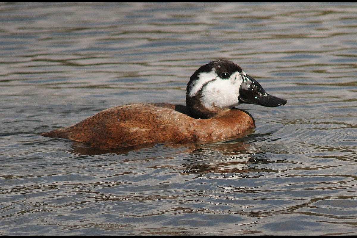 Oxyur aleucocephala, Malvasía  - Fotografiado en: Albufera de Adra