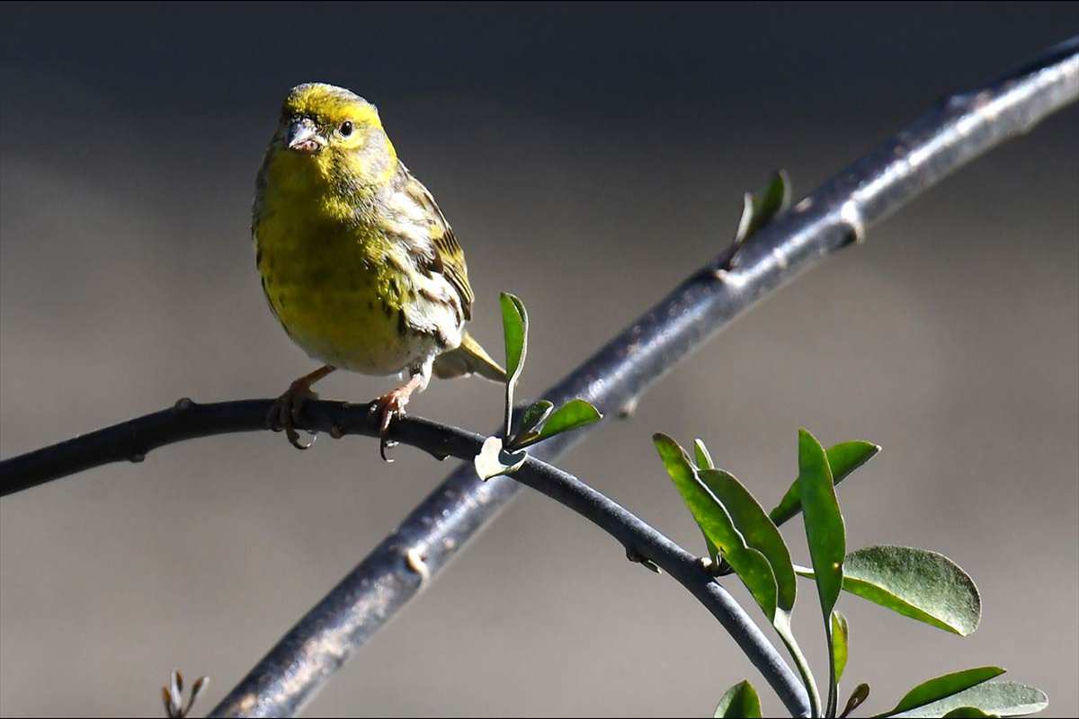 Serinus serinus, Verdecillo -  Fotografiado en:Rrambla de Albuñol