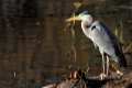 Ardea cinerea, Garza real  -  Fotografiado en: Doñana